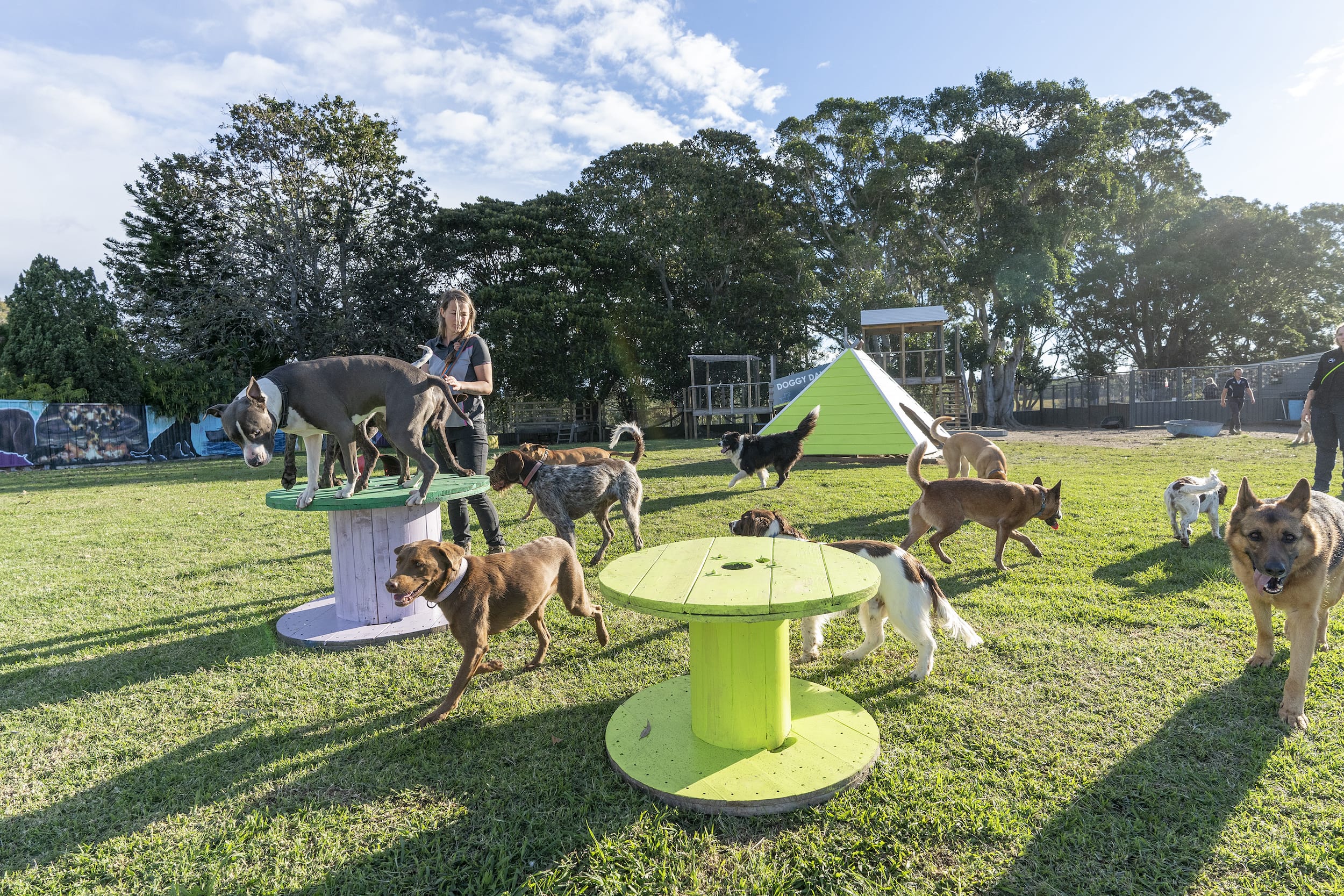 Paradise Pet Parks Dog Socialise