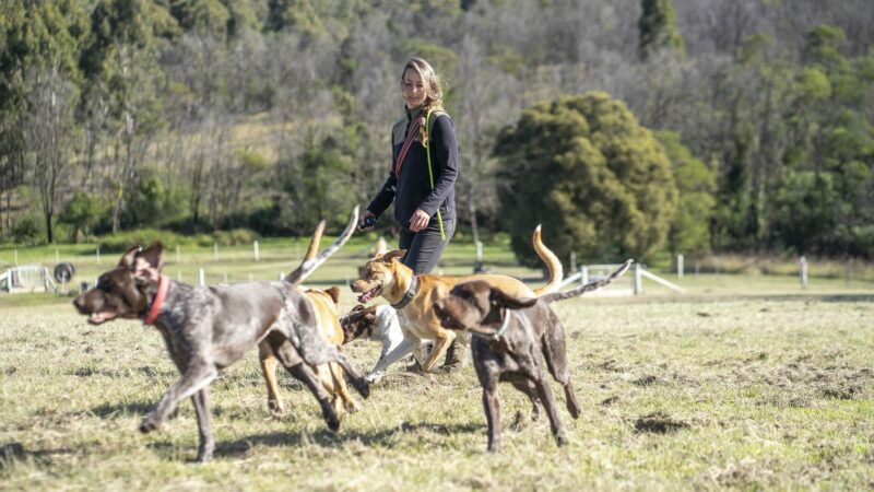 Paradise Pet Parks: Dogs having a training session in a board and train program