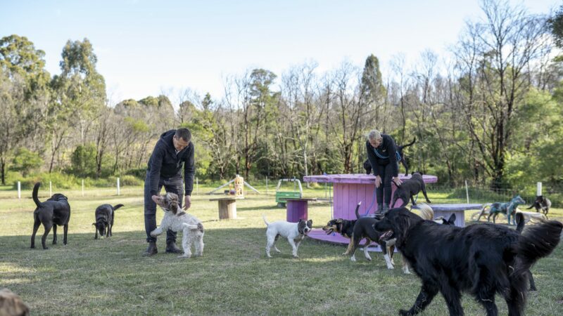 Paradise Pet Parks Dog Training