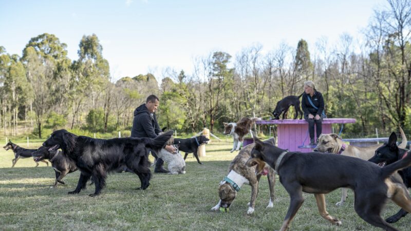 Paradise Pet Parks: dogs in specialised group classes learn dog behaviour basics