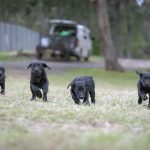 Paradise Pet Park - puppy training