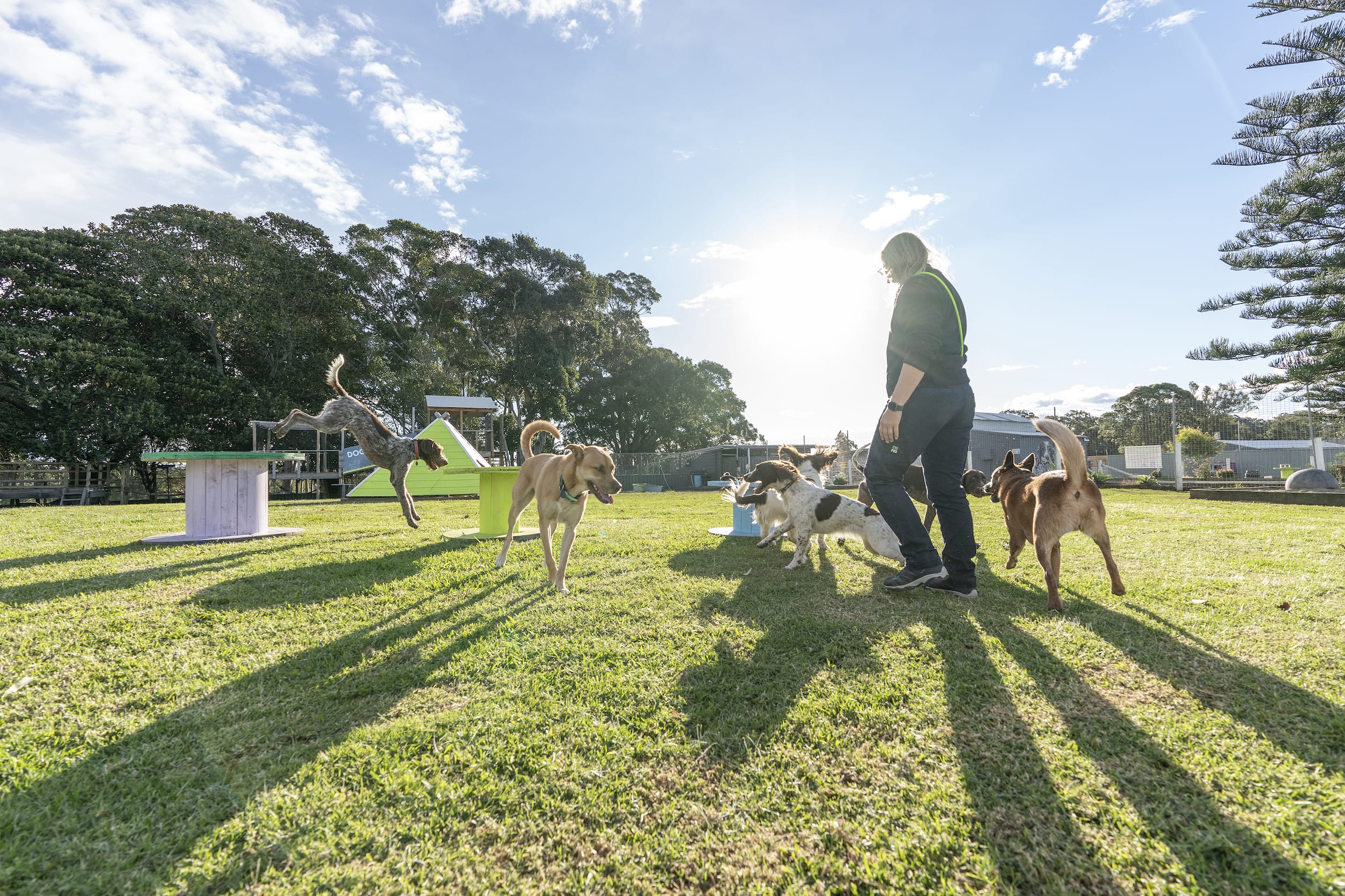 Paradise Pet Parks - Dog Play Time