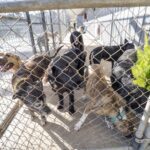 Paradise pet parks - A group of dog in a dog training class