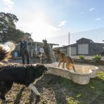 Paradise Pet Parks - dog behaviour class playing with water