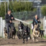 Paradise Pet Parks - dogs participating in adult dog training group class