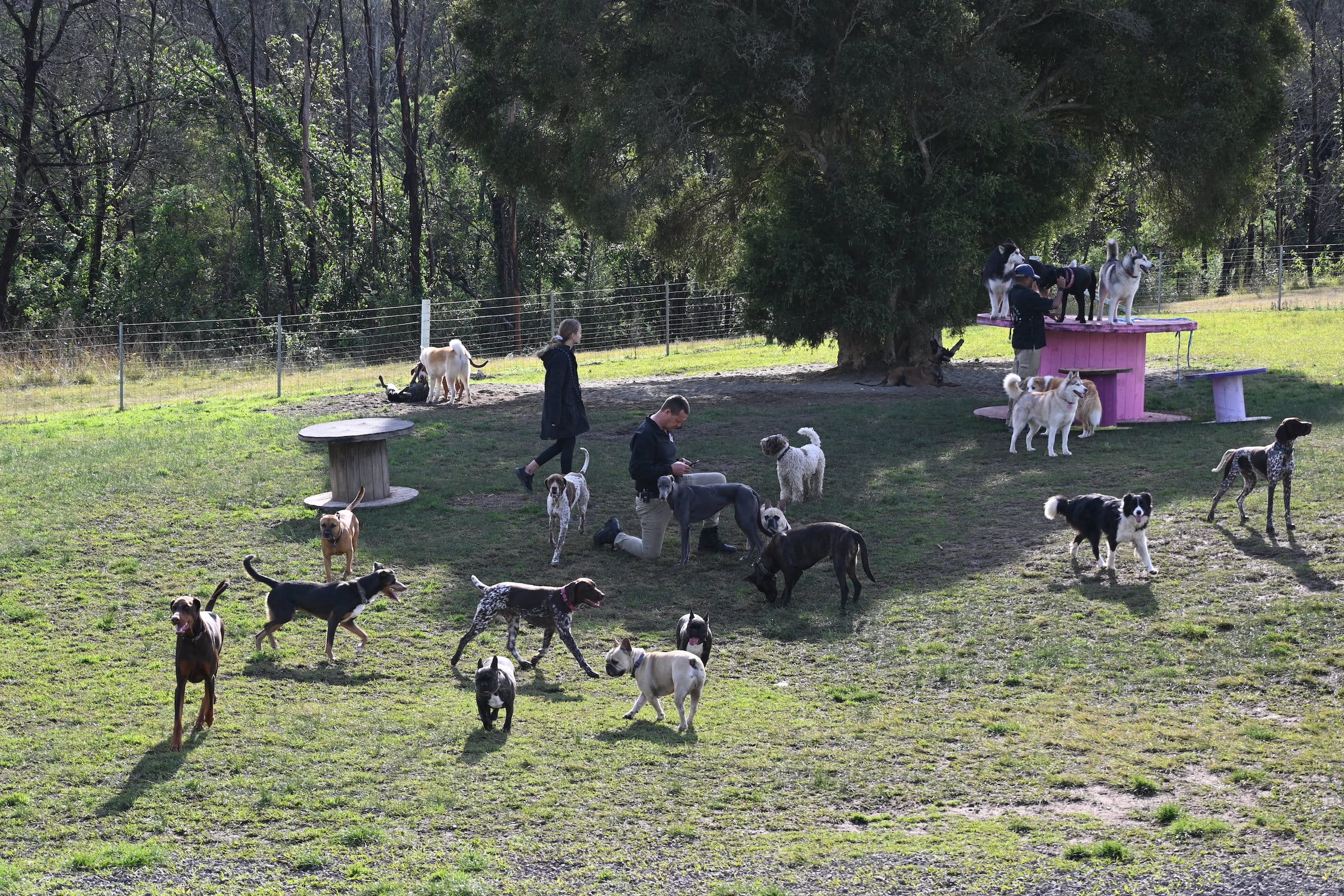 Paradise Pet Parks - Dogs participating in adult dog daycare