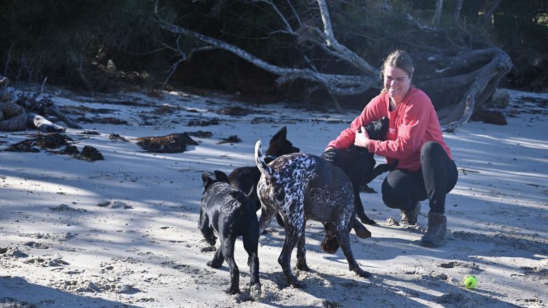 Paradise Pet Parks: adventure daycare dogs running on beach in dog day care shellharbour