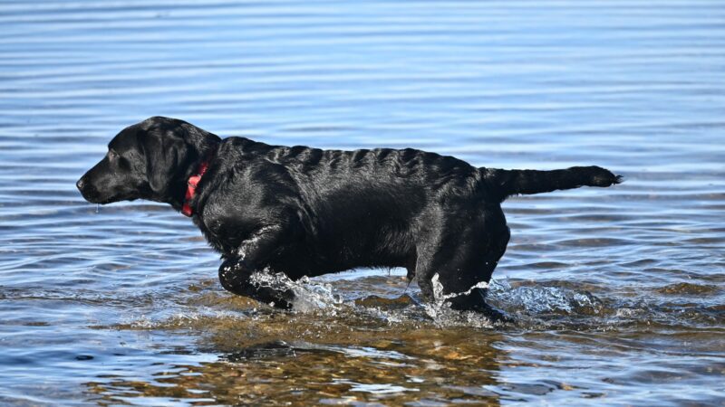 Paradise Pet Parks: dog enjoying a selfcare bath in pet daycare