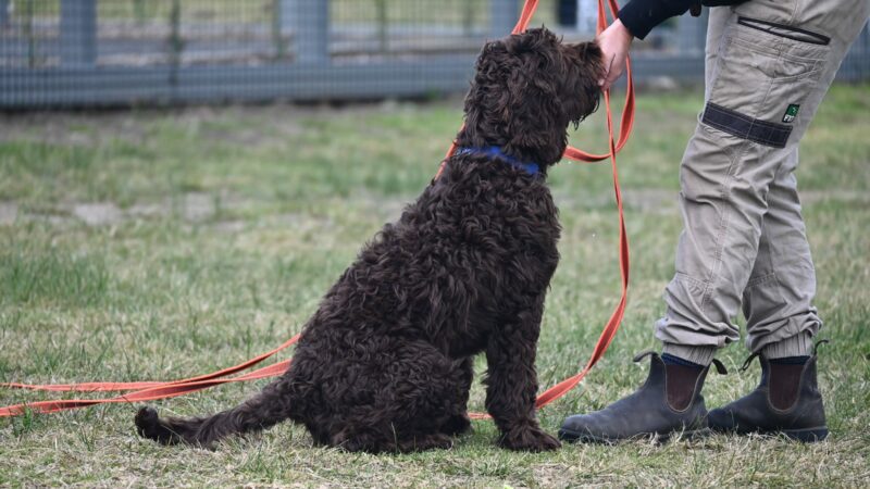 Paradise Pet Parks: Dog learning leash walking in a board and train dog lesson