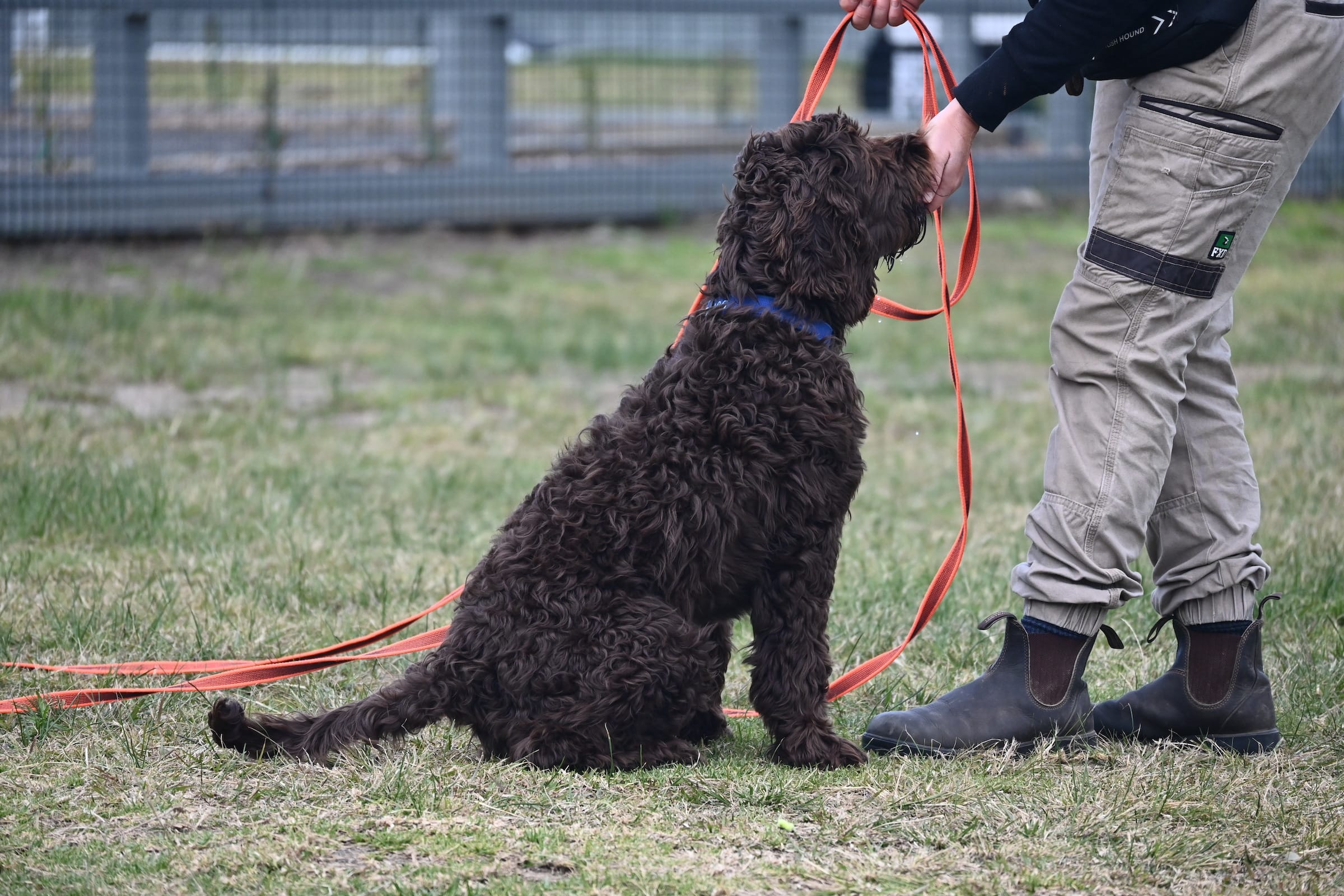 Paradise Pet Parks: Dog learning leash walking in a board and train dog lesson