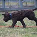 Paradise Pet Parks - dog enjoying puppy training