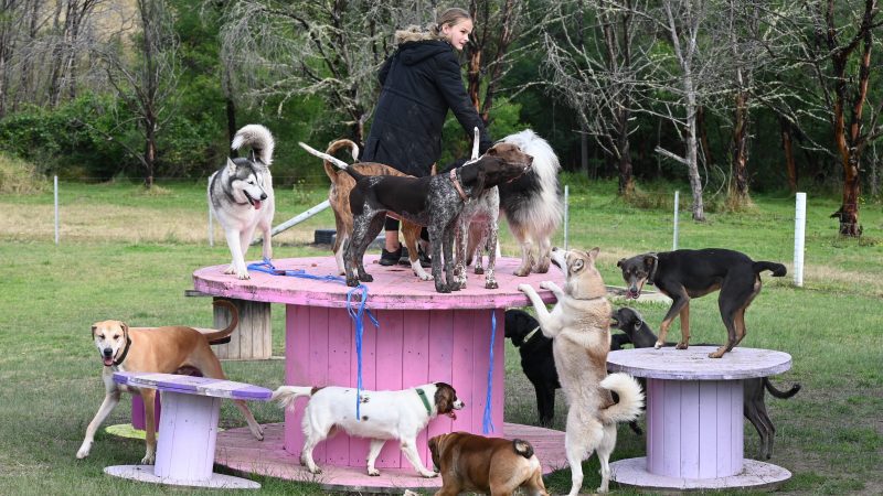 Paradise Pet Parks: dog socialisation during dog boarding Nowra