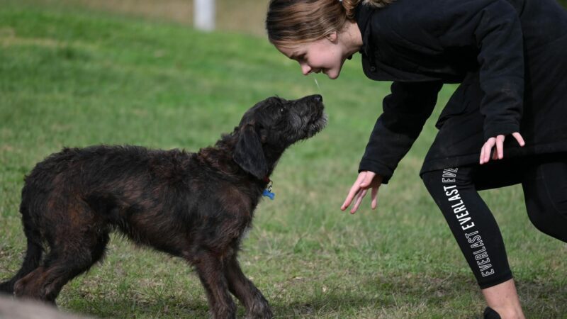 Paradise Pet Parks: Dog and owner in a One-on-one personalised dog training session