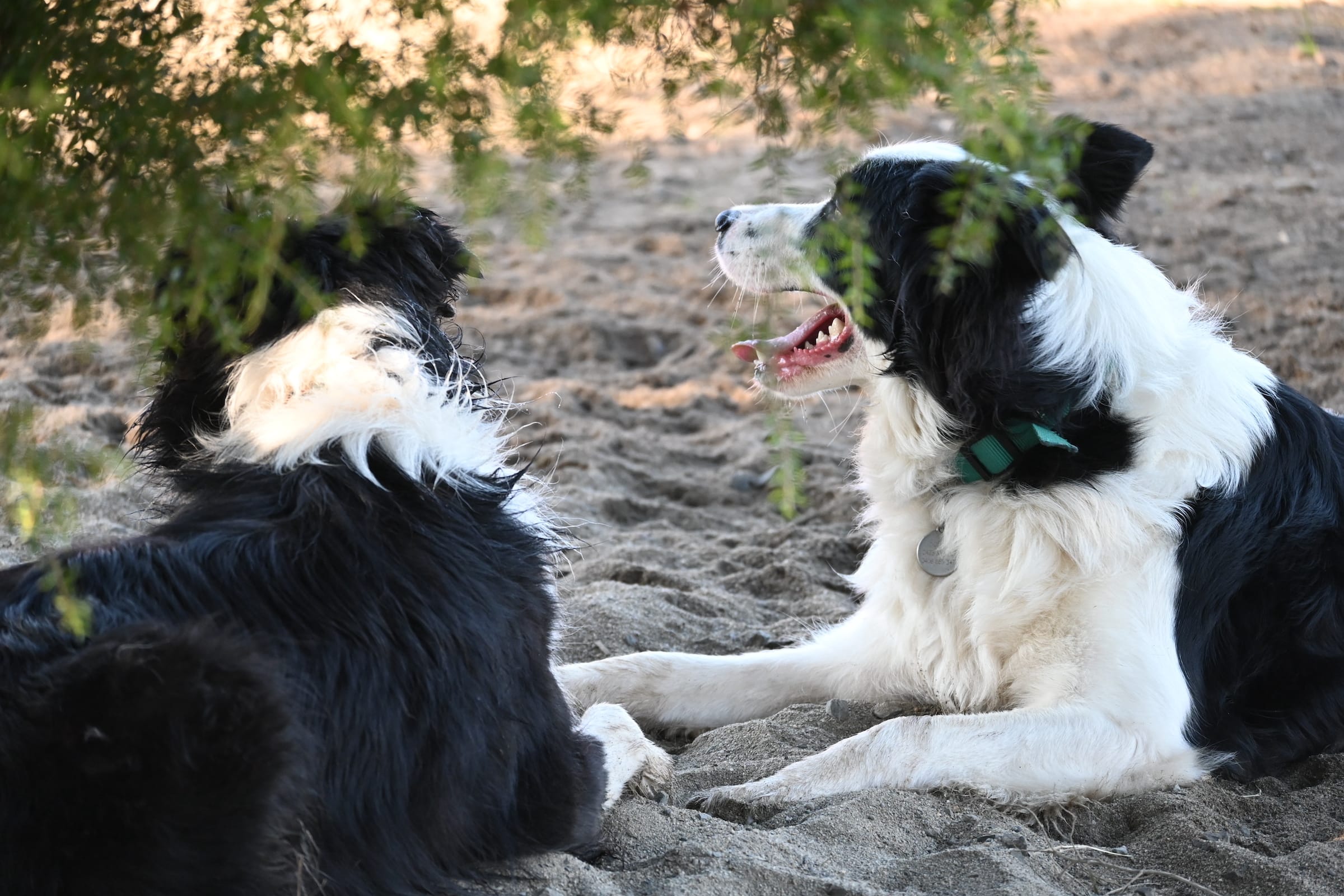 Paradise Pet Parks: Boarder Collies laying on the beach at dog boarding Nowra