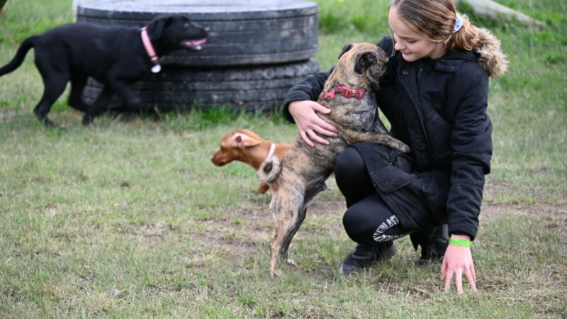 Paradise Pet Parks: Dogs having fun outside with a professional dog trainer at dog boarding Nowra