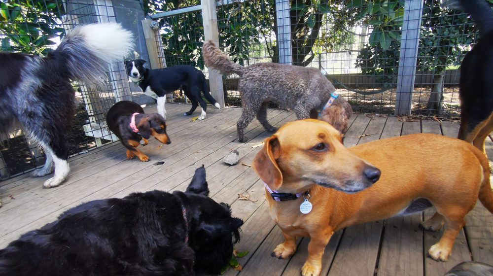 Paradise Pet Parks: Dog boarding with well-insulated indoor kennels, playtime, and exercise in a safe and enjoyable dog environment