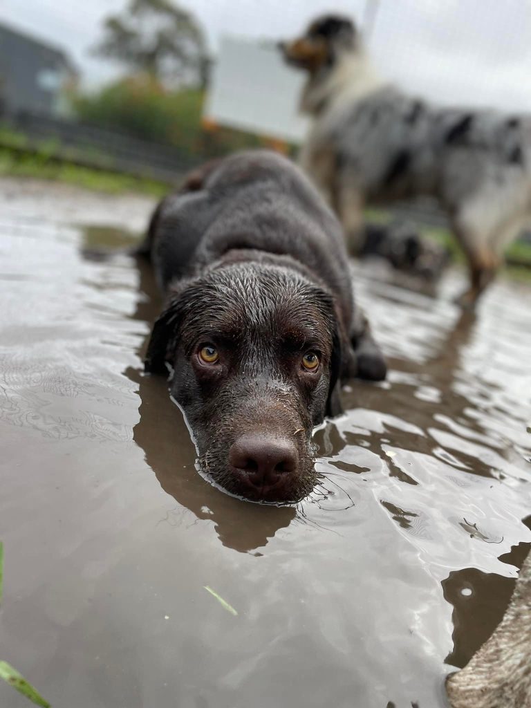 Dog daycare - loving the mud!