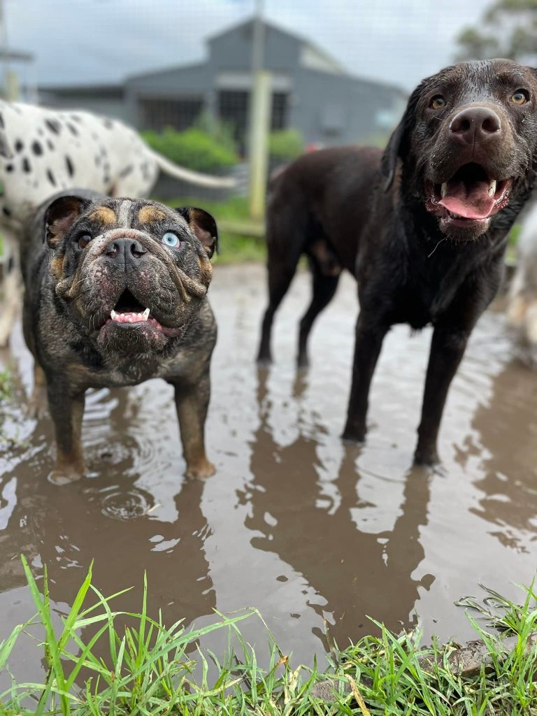Dog daycare fun in the mud