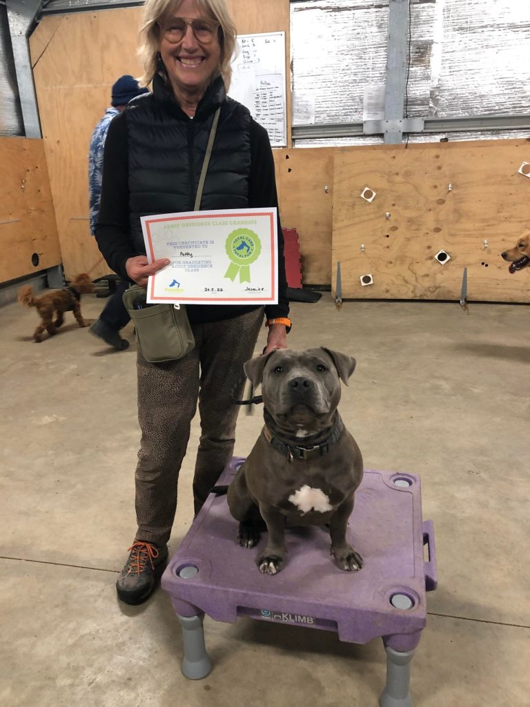 Paradise Pet Parks: Dog training graduate photo