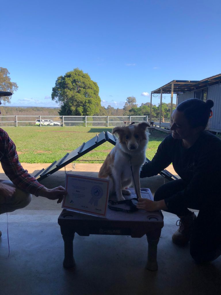 Paradise Pet Parks: Dog training graduate photo