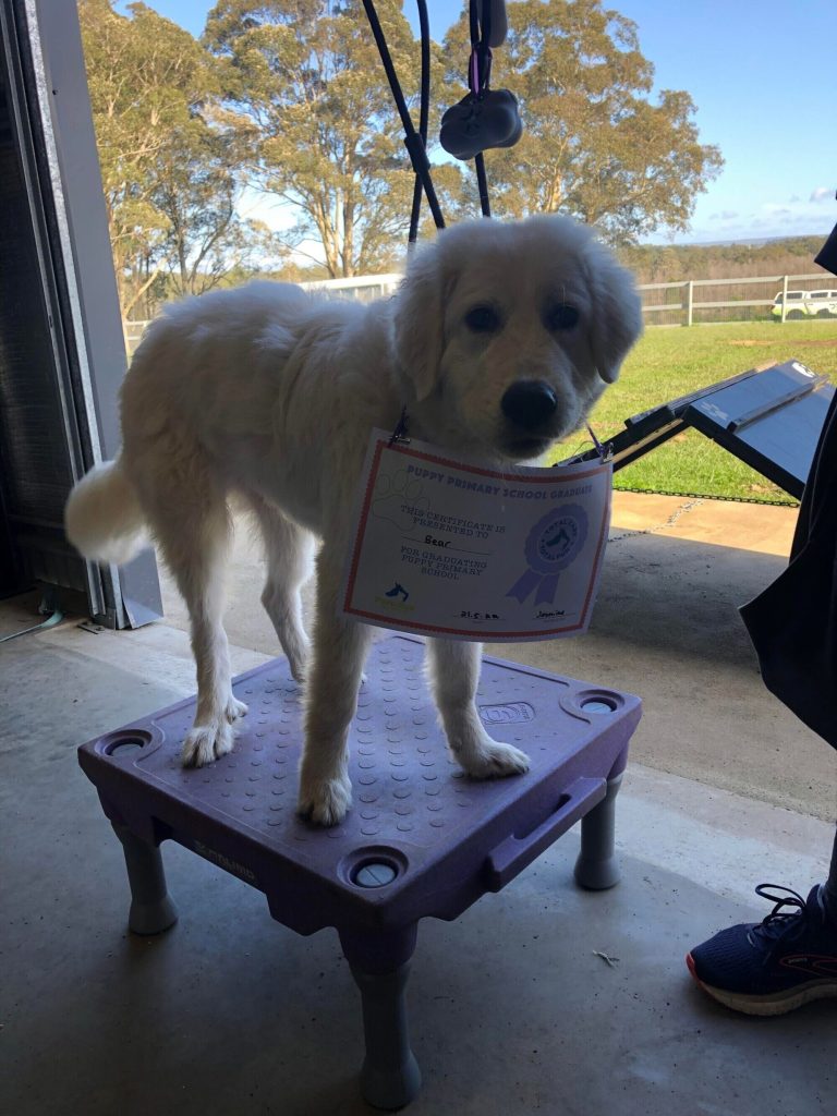 Paradise Pet Parks: Dog training graduate photo