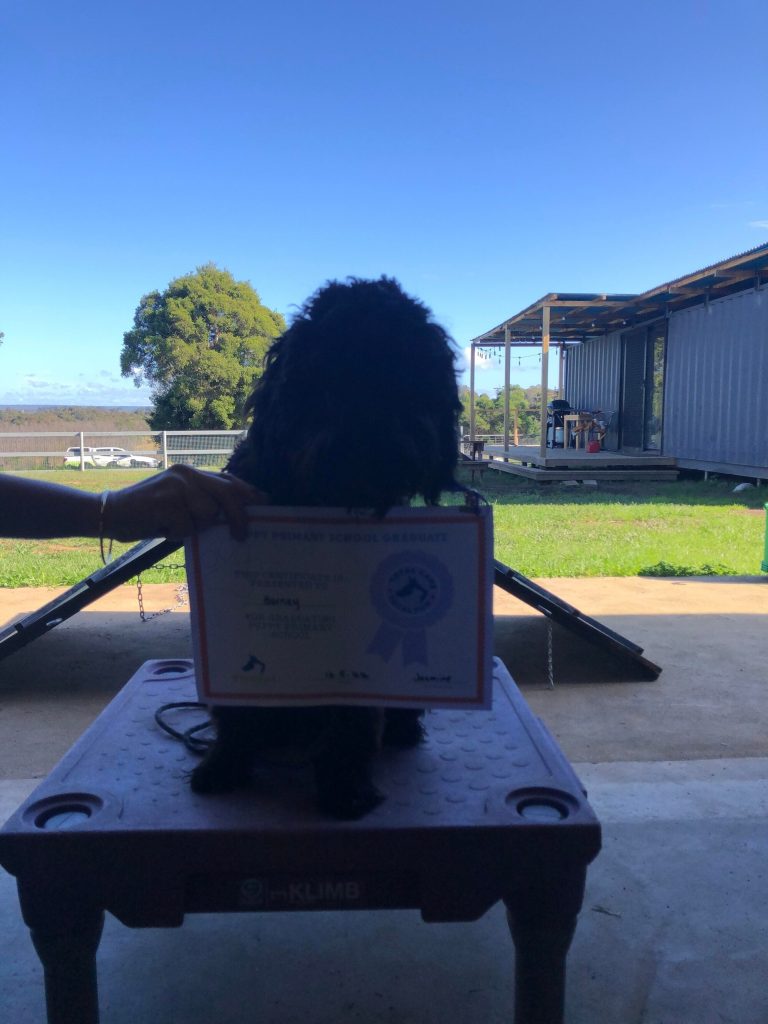 Paradise Pet Parks: Dog training graduate photo