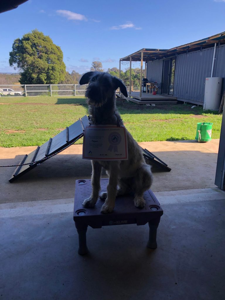 Paradise Pet Parks: Dog training graduate photo