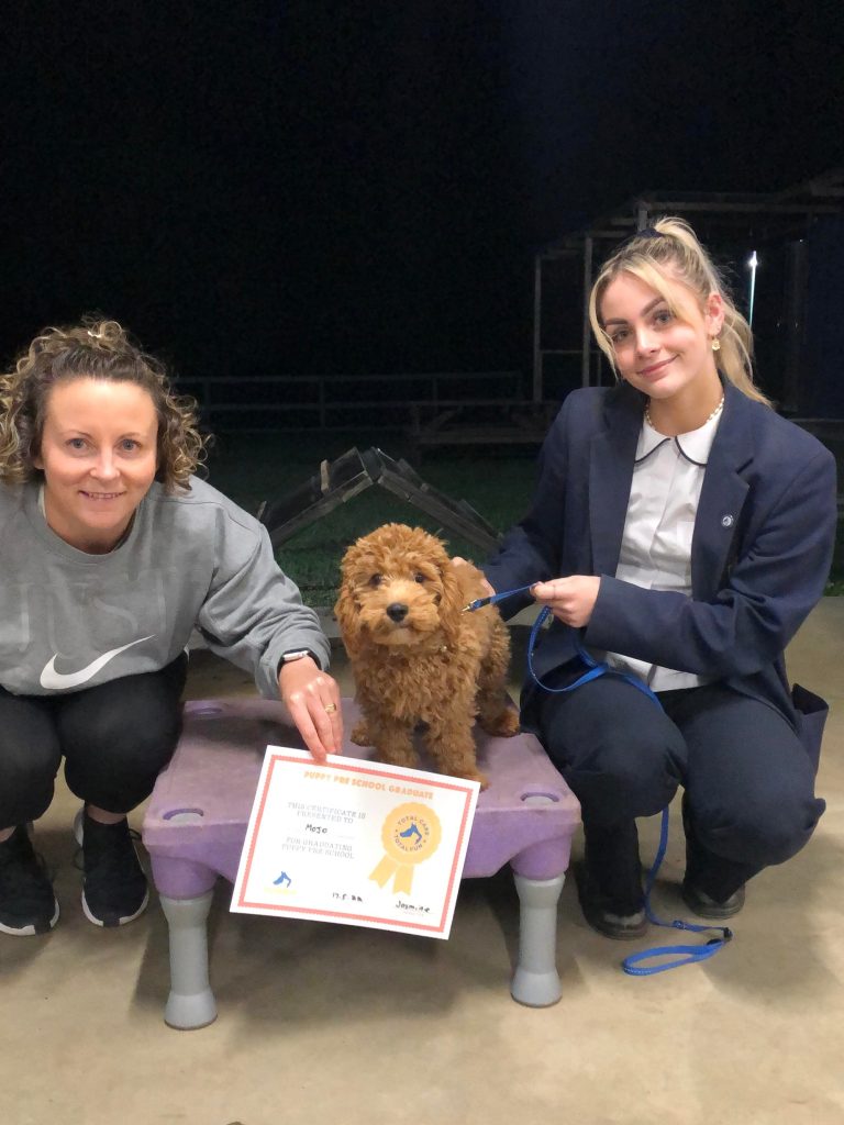 Paradise Pet Parks: Dog training graduate photo