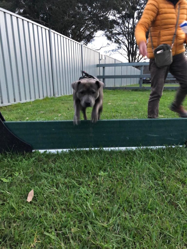 Paradise Pet Parks: dog in dog training class