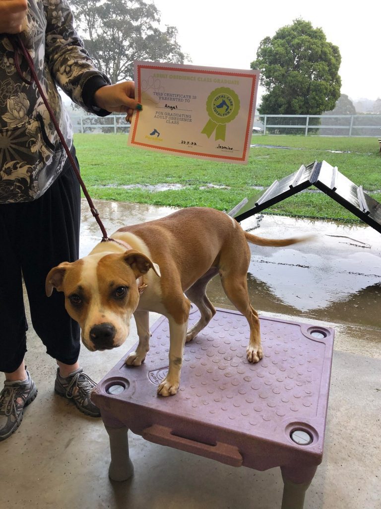 Paradise Pet Parks: Dog training graduate photo