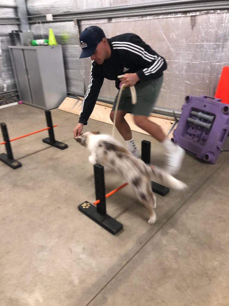 Paradise Pet Parks: dog in dog training class