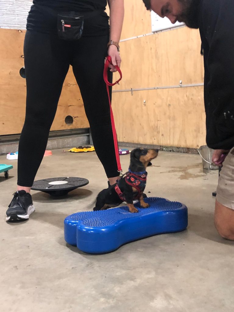Paradise Pet Parks: dog in dog training class