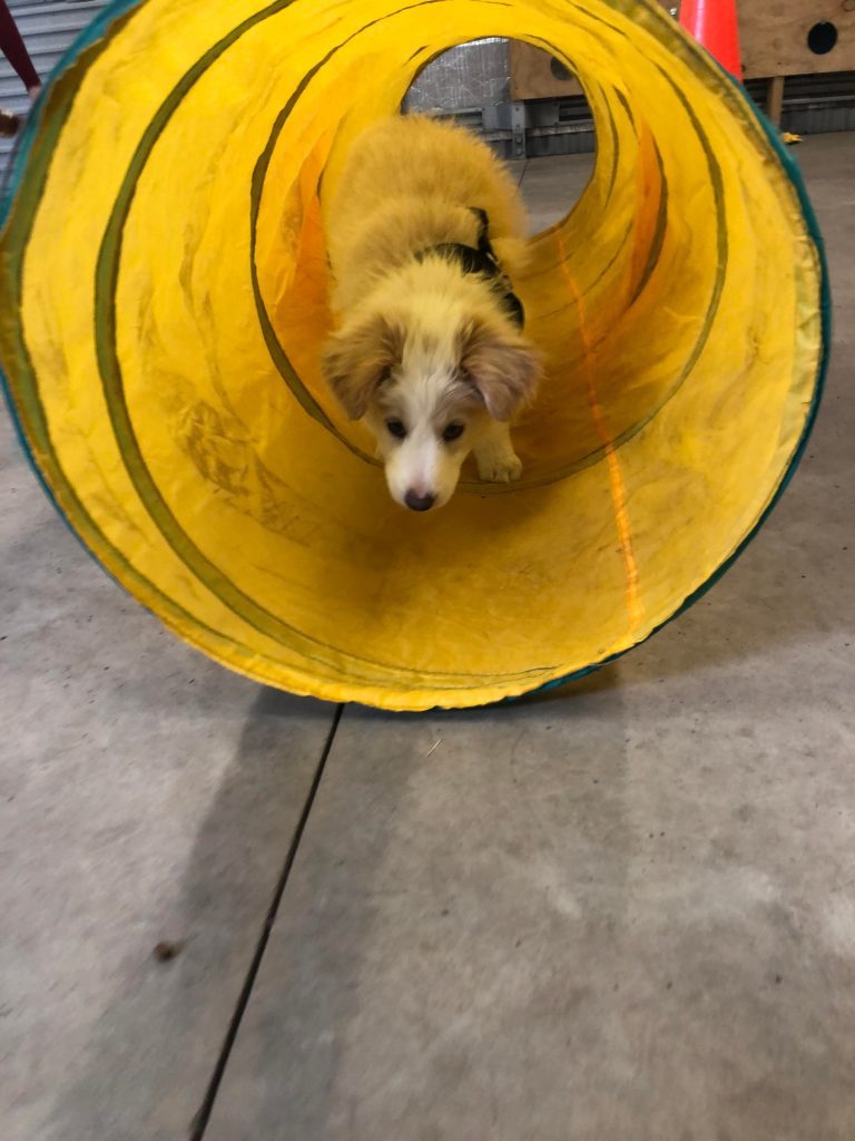 Paradise Pet Parks: dog in dog training class