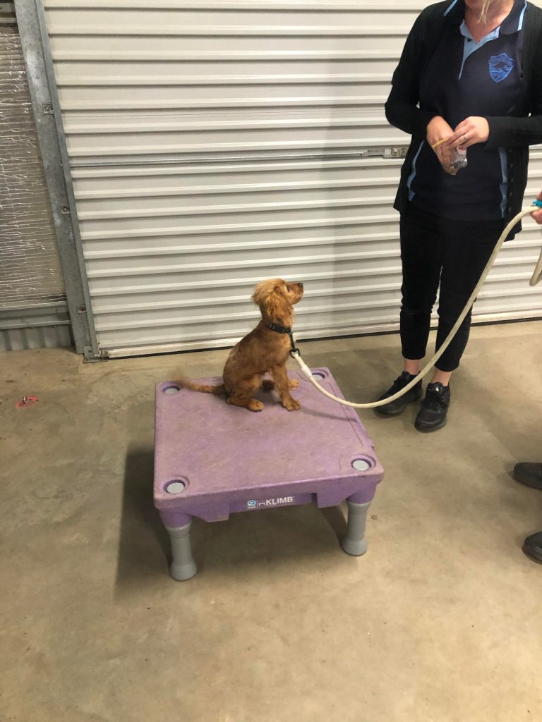 Paradise Pet Parks: dog in dog training class