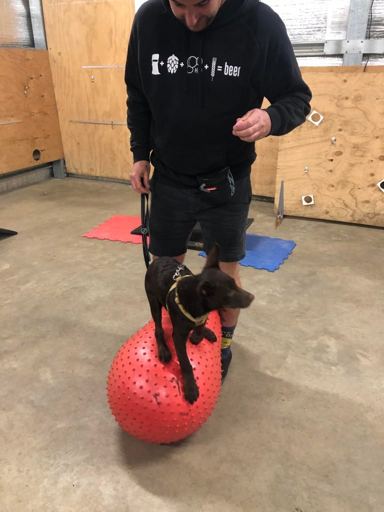 Paradise Pet Parks: dog in dog training class