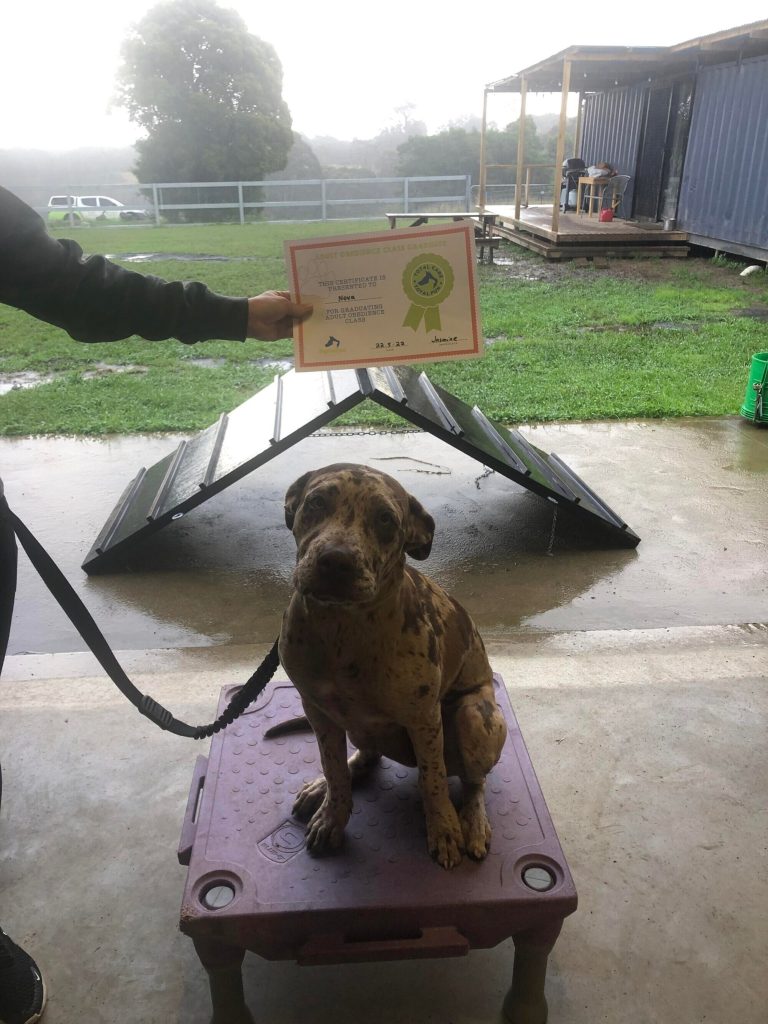 Paradise Pet Parks: Dog training graduate photo