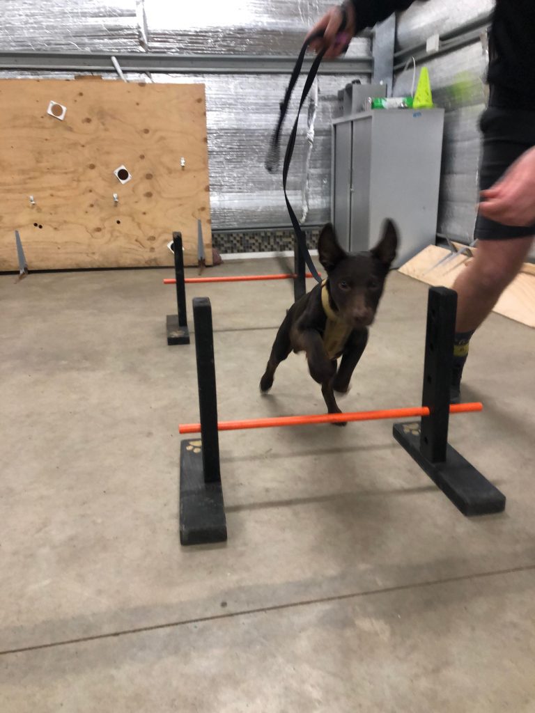 Paradise Pet Parks: dog in dog training class