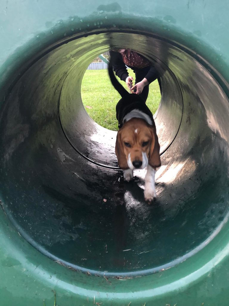 Paradise Pet Parks: dog in dog training class