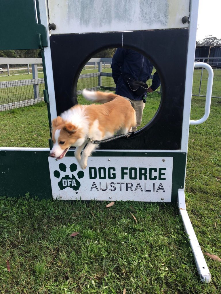 Paradise Pet Parks: dog in dog training class