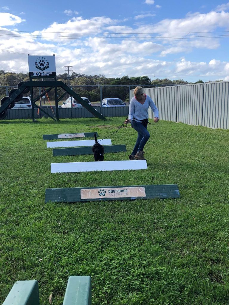 Paradise Pet Parks: dog in dog training class