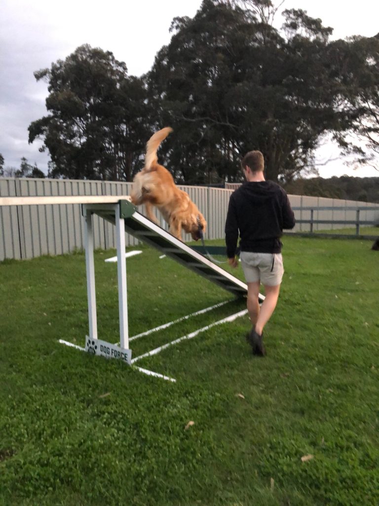 Paradise Pet Parks: dog in dog training class