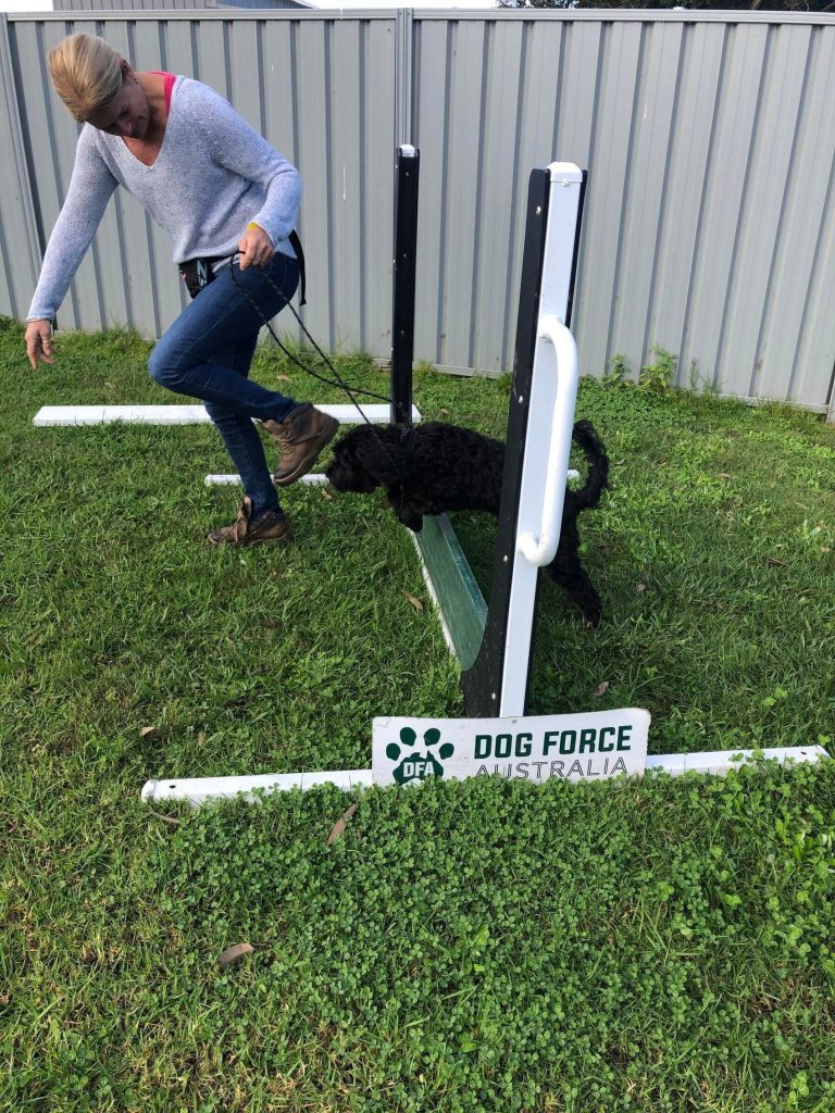 Paradise Pet Parks: dog in dog training class