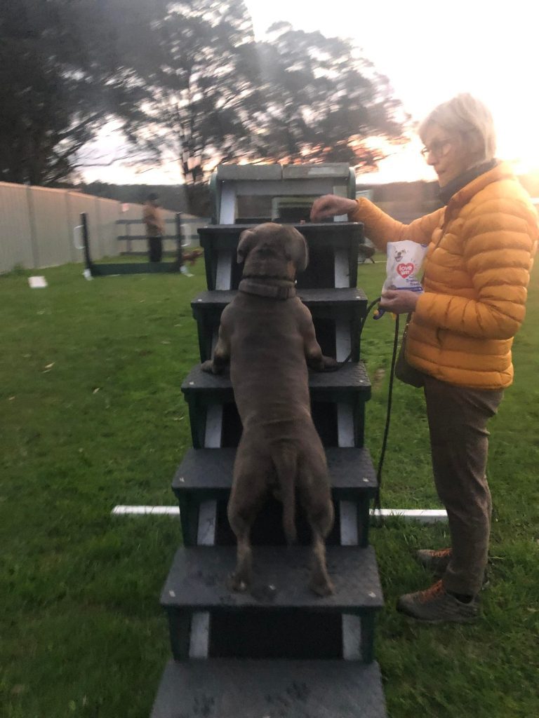 Paradise Pet Parks: dog in dog training class