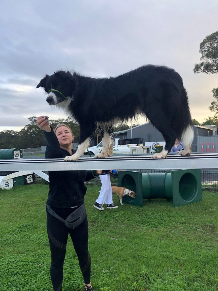 Paradise Pet Parks: dog in dog training class