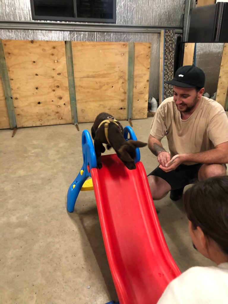 Paradise Pet Parks: dog in dog training class