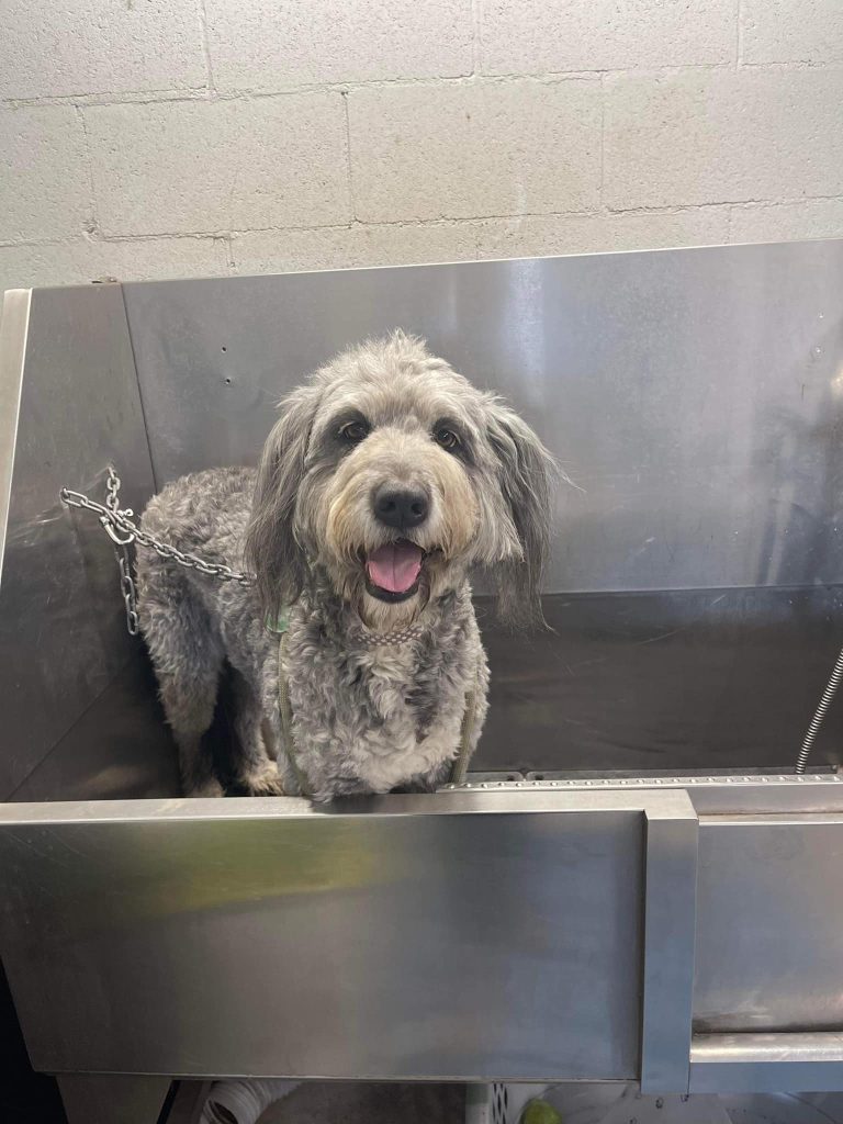 dog on spa