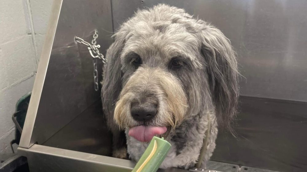 dog spa day treats