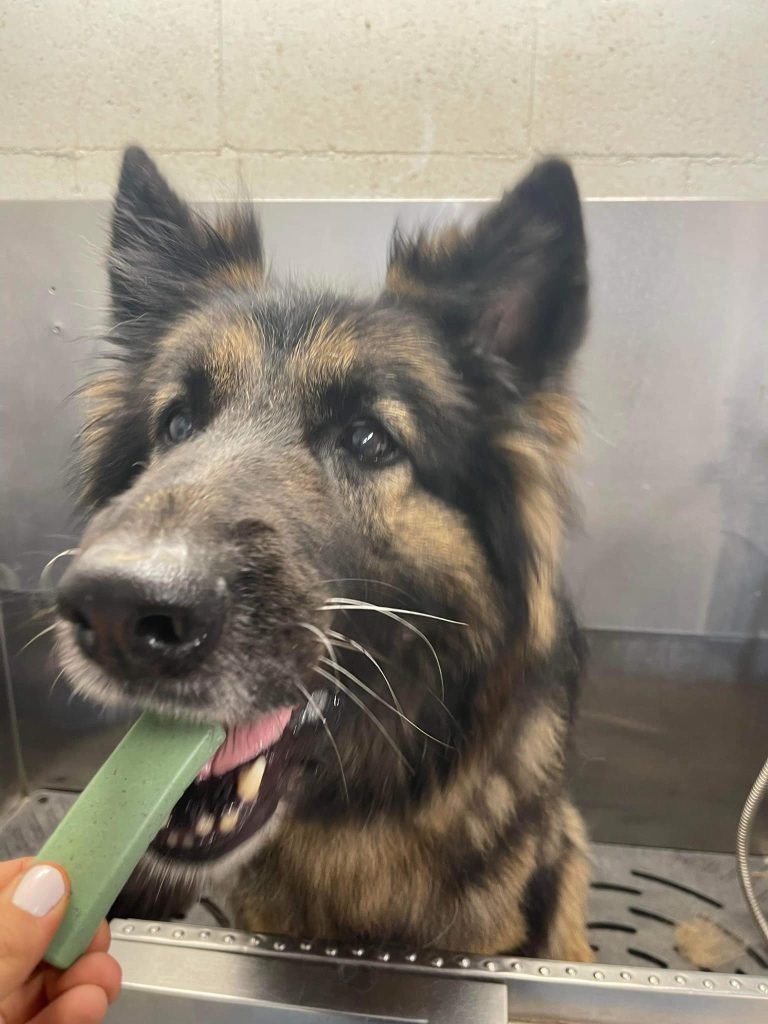 dog having treat on spa