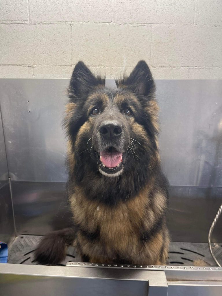 dog waiting for spa treats