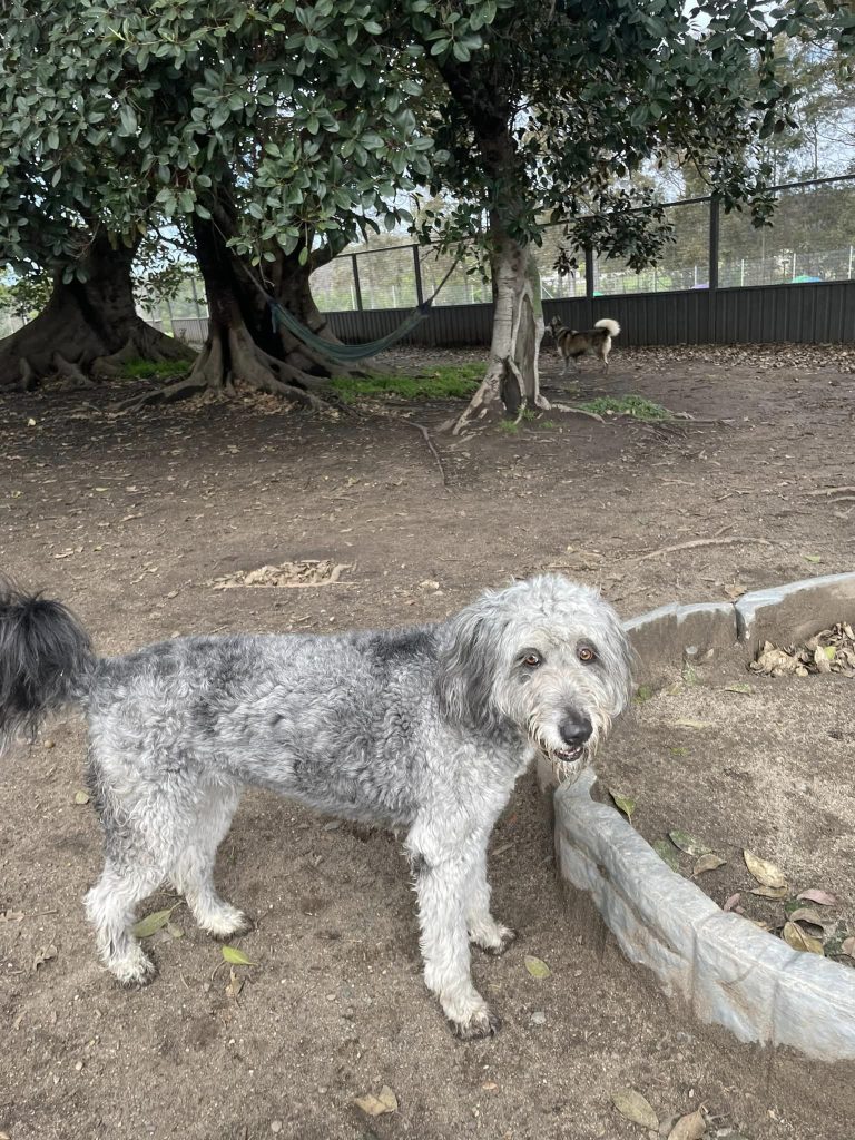 Paradise Pet Parks Dog off leash play